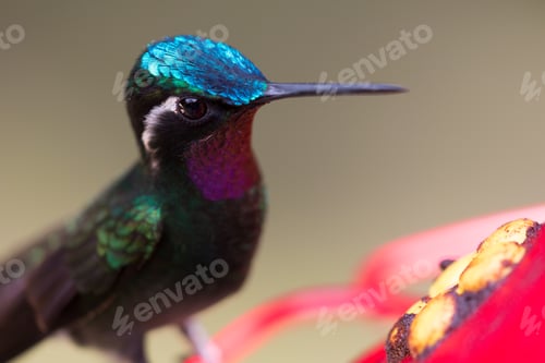 Preview: Hummingbird in Costa Rica