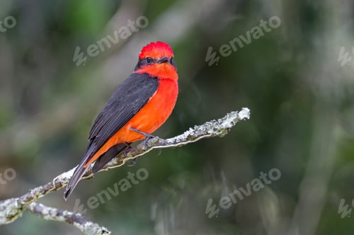 Preview: Vermillion Flycatcher (Pyrocephalus rubinus). Bird looking at camera from a branch