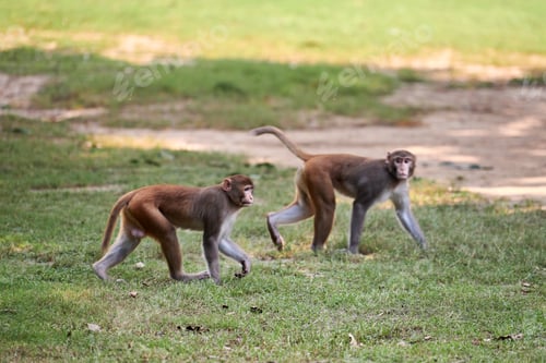 Preview: Two cute little monkeys walks on green lawn in public park evoking sense of harmony with nature