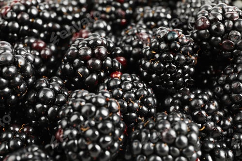Preview: Fresh blackberry on whole background, close up