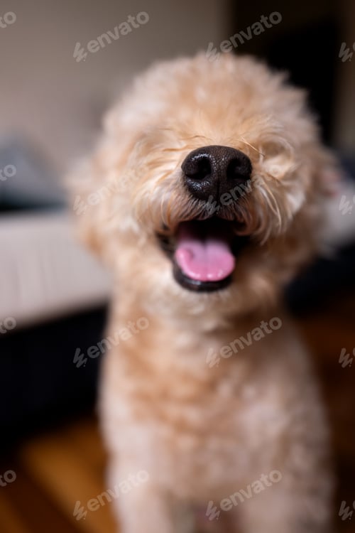 Preview: Toy Poodle Smiling Brightly with Fluffy Curls