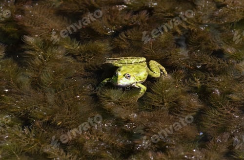 Preview: Marsh frog, Pelophylax ridibundus. A frog sits in a pond in shallow water on algae
