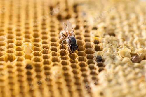 Preview: Close up view of the working bees on honey cells.