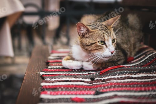Preview: Cat