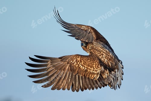 Preview: White-tailed eagle (haliaeetus albicilla)