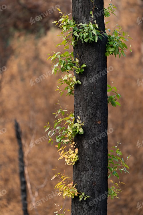 Preview: Eucalyptus tree sprouting after a bushfire in Tasmania, Australia