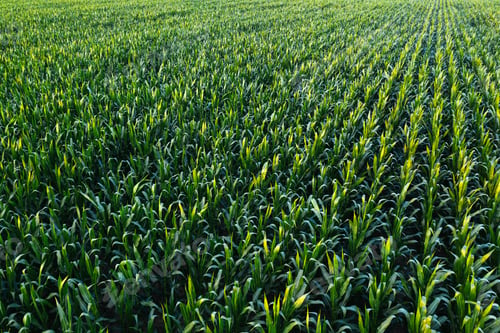 Preview: Aerial view of green corn crops field