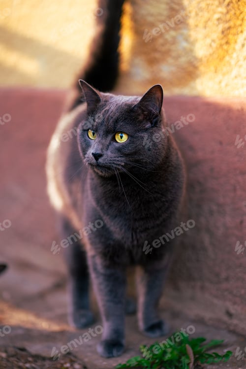 Preview: Black cat stands near a brick wall, gazing intently into the distance