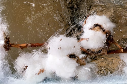 Preview: Beautiful flowers in ice