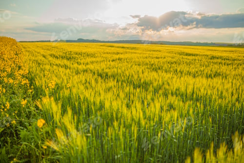 Preview: Agricultural Growth -Various Fields - Agriculture Farming Field