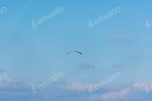 Preview: A white gull is high in the sky.