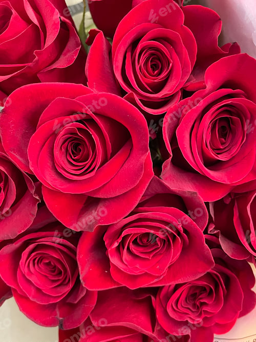 Preview: Red roses