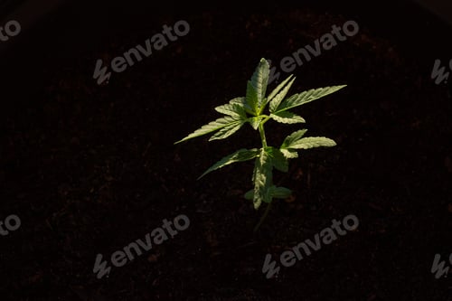Preview: Marijuana plant. Plant at 3 weeks of cultivation. I grow at home. Medicinal plant.