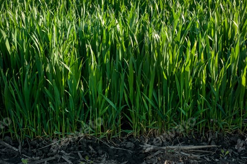 Preview: Green spring wheat crops, sprouts, spring agriculture illuminated by the sun