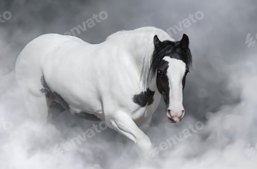 Preview: Portrait of Irish tinker horse.