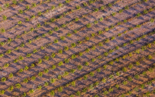 Preview: aerial view olive fields gardens in mountains sunset lights, agriculture background texture