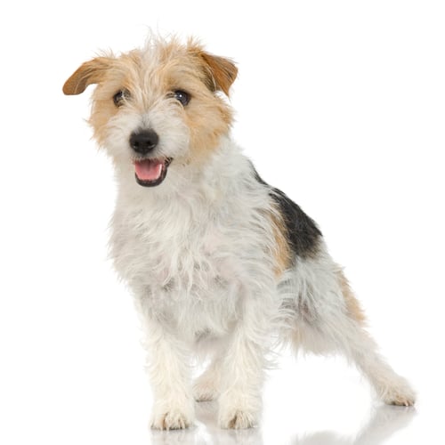 Preview: Jack russell long haired