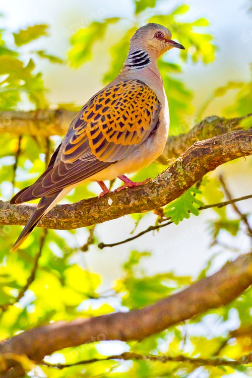 Preview: Collared Dove, Forest Pond, Mediterranean Forest, Spain