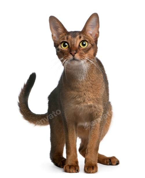 Preview: Abyssinian Cat, 14 months old, standing in front of white background