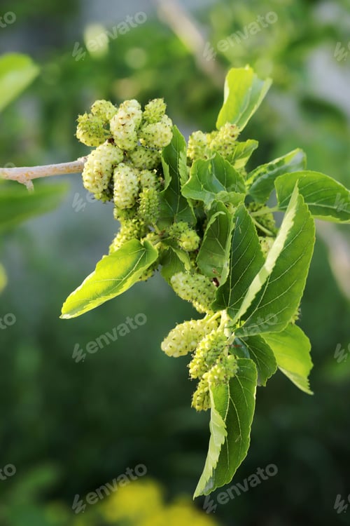 Preview: Mulberry berries close-up on a tree branch