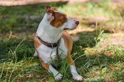 Preview: Jack Russell terrier dog lying on green lawn under warm sunlight, outdoor dog walking in public park
