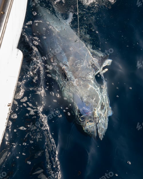 Preview: Close-up of a bluefin tuna being caught in the ocean