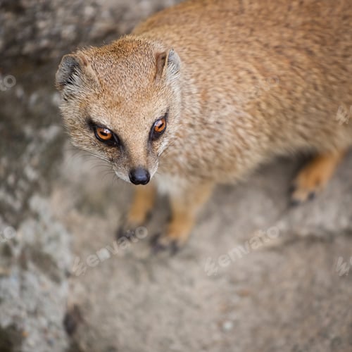 Preview: cute yellow mongoose