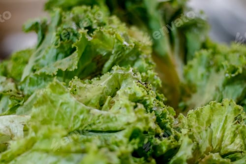 Preview: Close-up of green leaf salad in the market