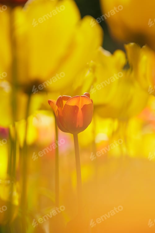 Preview: field of yellow blooming tulip flowers. grow plants in park in meadow for sale. florist and