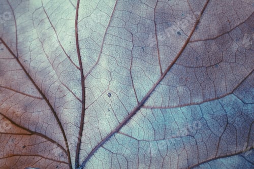 Preview: Leaf veins- background