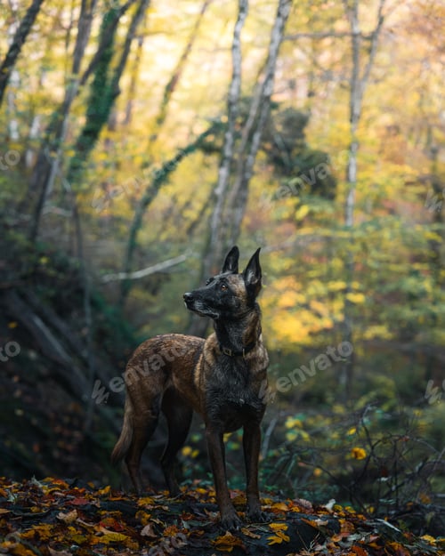 Preview: Adorable canine companion stands in a picturesque autumnal scene.