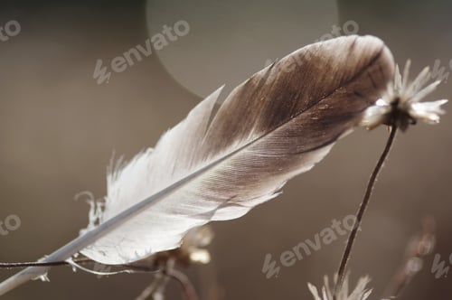 Preview: The feather and wilted dandelion among morning light