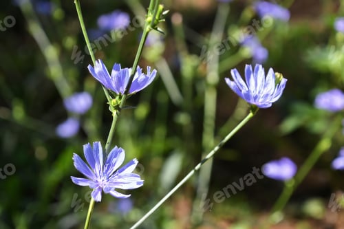Preview: Chicory is also known as blue daisy, coffeeweed, cornflower, ragged sailors, wild bachelor's buttons