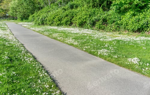 Preview: White Wildflowers Along A Park Walkway In Des Moines, Washington.