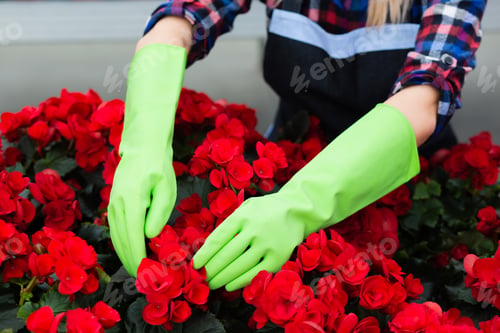 Preview: Gardener in green gloves, caring for potted flower plantation, hands close-up.