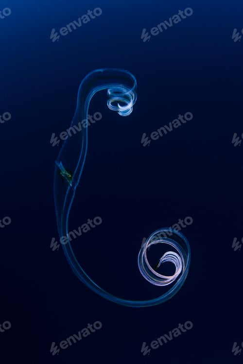 Preview: Graceful jellyfish, Socorro Island, Revillagigedo, Mexico