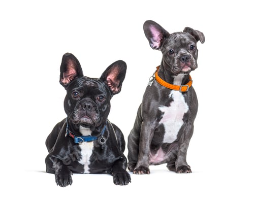 Preview: Paire of French Bulldog sitting and wearing an orange collar dog