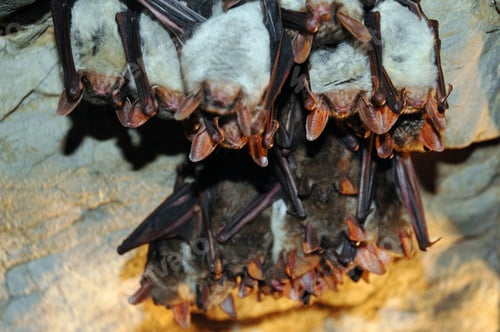 Preview: Colony of hanging bats in a cave. These fllying mammals are using echolocation to navigate