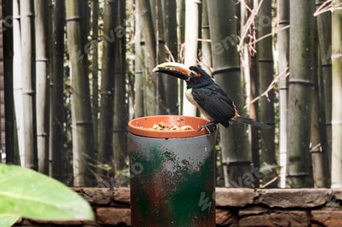 Preview: Toucanet at Feeding Pot Amidst Bamboo