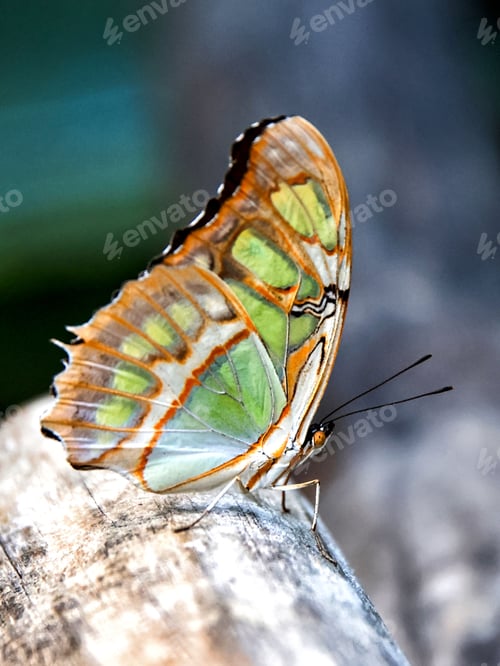 Preview: Vertical shot of a beautiful malachite butterfly perched on a rock