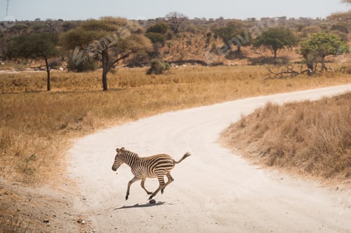 Preview: Baby zebra galloping across a dirt road in the african savanna