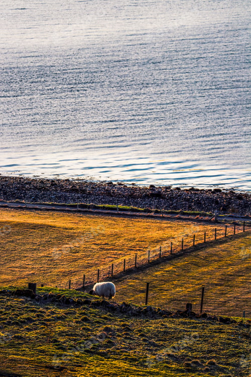Preview: White sheep grazing on a lush green pasture near the ocean coastline