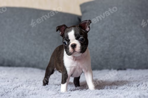Preview: Portrait of a cute little boston terrier puppy standing on the bed.