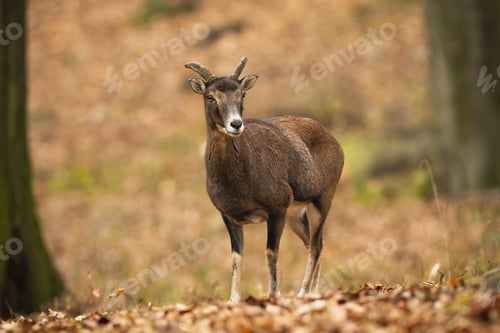 Preview: Old mouflon ewe standing on orange foliage inside forest in autumn nature