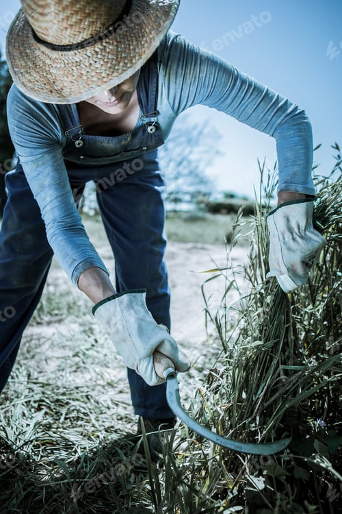 Preview: A farmer cuts the weeds with a sickle.