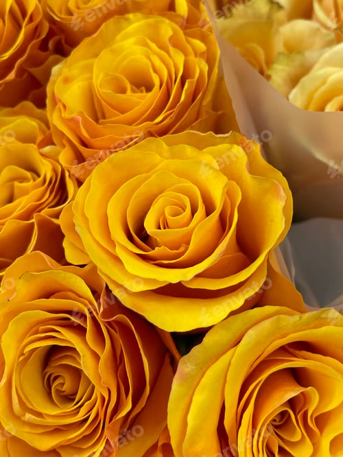 Preview: Roses
