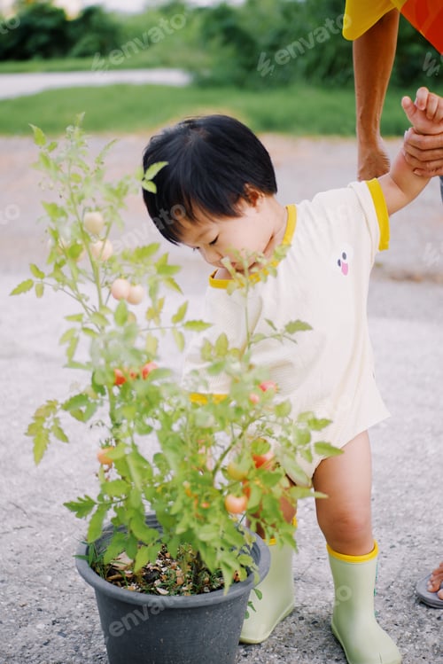 Preview: Tomato picking
