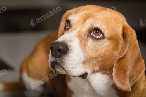 Preview: Beagle breed dog with look up