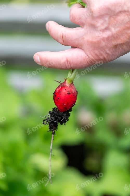 Preview: Vertical shot of a hand holding a freshly harvested radish