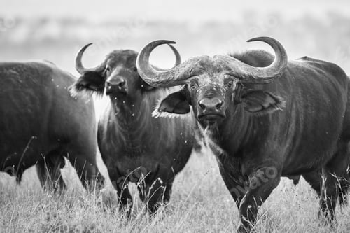 Preview: African Buffalo (Syncerus caffer aka Cape Buffalo) at El Karama Ranch, Laikipia County, Kenya